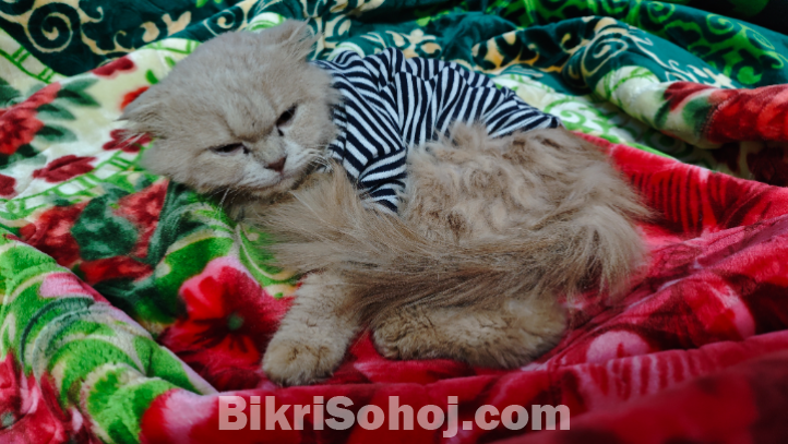 Persian Cat Male 8 Months